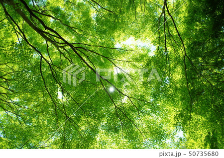 新緑 50735680