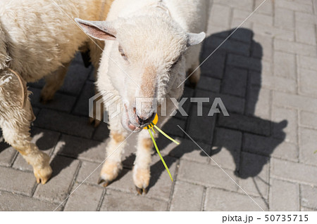 View of sheep eating vegetable in the outdoor 50735715