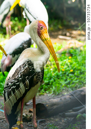 Painted Stork, Mycteria leucocephala Painted Stork, Mycteria leucocephala 50735734