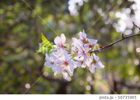 桜と若葉 桜と若葉 50735905