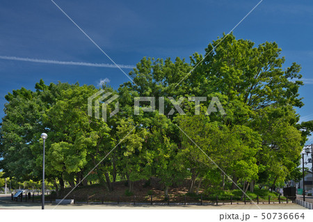 【収塚古墳】 大阪府堺市堺区百舌鳥夕雲町2丁 50736664