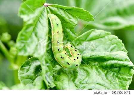 アヤモクメキリガの幼虫 アヤモクメキリガの幼虫 50736971