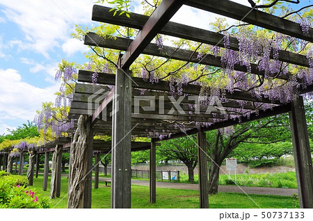 神奈川県藤沢市　引地川親水公園フジロードの満開藤と新緑 50737133