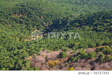 Photo background with green forest Photo background with green forest 50737341