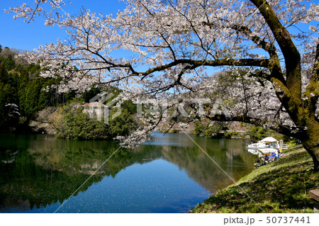 鎌北湖の桜 50737441