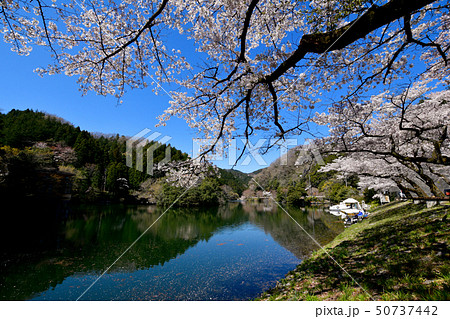 鎌北湖の桜 50737442