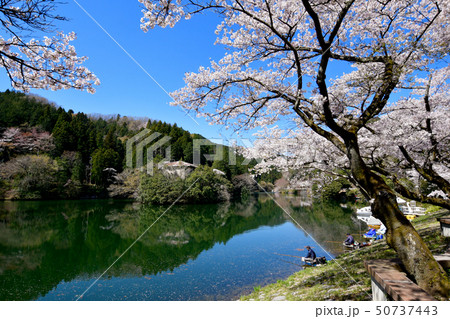 鎌北湖の桜 50737443