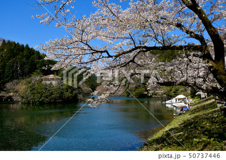 鎌北湖の桜 50737446