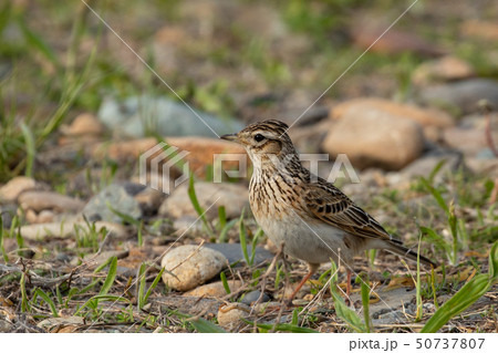 地面に降りたヒバリ 地面に降りたヒバリ 50737807