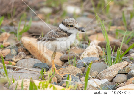 地面を歩くコチドリの幼鳥 50737812