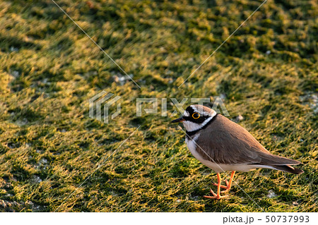 海辺を歩くコチドリ 海辺を歩くコチドリ 50737993