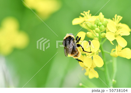 オオハナアブ 50738104