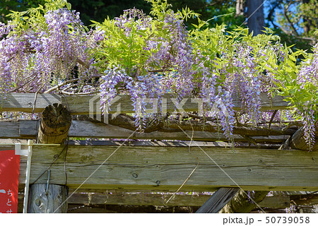 藤棚 50739058