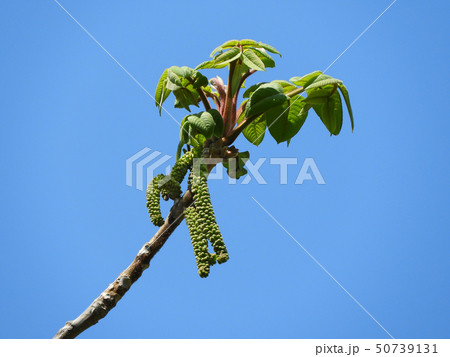 おにぐるみ（新芽と花） 50739131