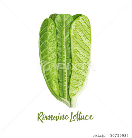 Fresh green Romaine Lettuce Lactuca sativa, cos Fresh green Romaine Lettuce Lactuca sativa, cos 50739982