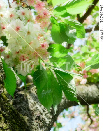 御衣黄桜 50740996