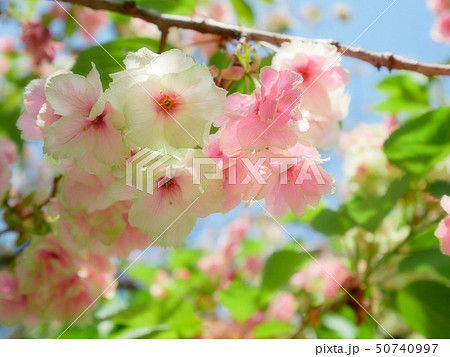 御衣黄桜 50740997