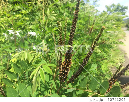 イタチハギ イタチハギ 50741205