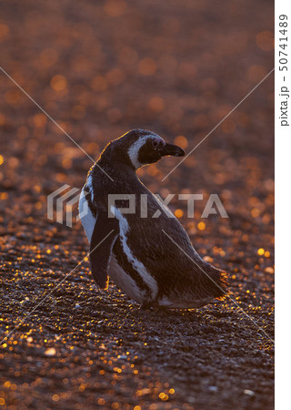 Magellanic penguin on beach. Magellanic penguin on beach. 50741489