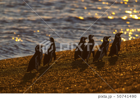 Magellanic penguin on beach. Magellanic penguin on beach. 50741490