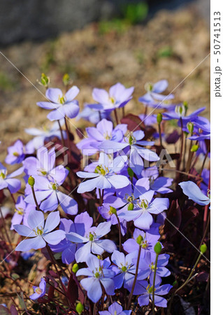 薄紫の花と赤褐色の葉が美しいタツタソウ 50741513