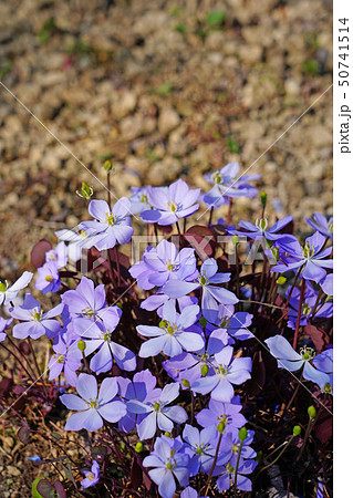 薄紫の花と赤褐色の葉が美しいタツタソウの写真素材