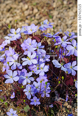 薄紫の花と赤褐色の葉が美しいタツタソウの写真素材