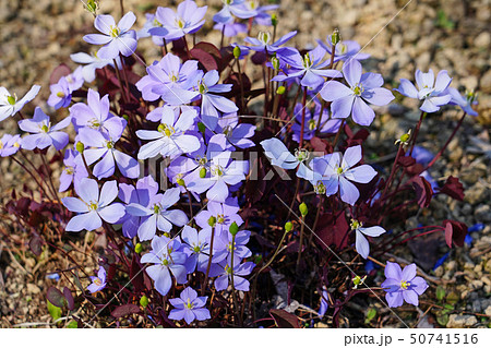 薄紫の花と赤褐色の葉が美しいタツタソウの写真素材