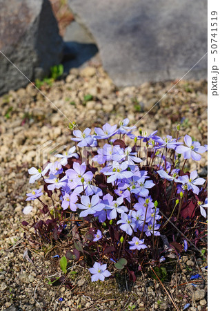 薄紫の花と赤褐色の葉が美しいタツタソウの写真素材