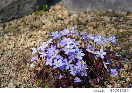 薄紫の花と赤褐色の葉が美しいタツタソウ 50741520