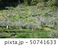 信州段々畑のリンゴ 信州段々畑のリンゴ 50741633