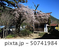 信州保科の延命寺古木の桜 信州保科の延命寺古木の桜 50741984