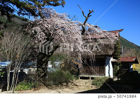 信州保科の延命寺古木の桜 信州保科の延命寺古木の桜 50741984