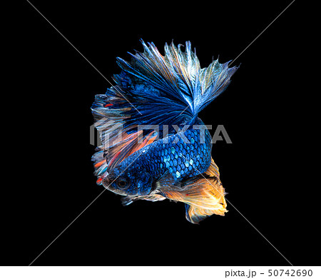 Colorful with blue betta siamese fighting fish 50742690