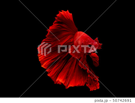 Red betta fish, Siamese fighting fish was isolated 50742691