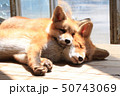 くっつく子ぎつね 50743069