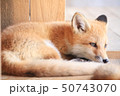 子ぎつね 50743070