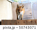 子ぎつね正面 50743071