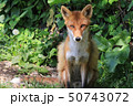 見つめるキツネ 50743072