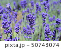 ラベンダー 50743074