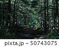 森の中 50743075