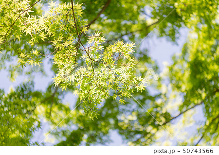 初夏、快晴、新緑エコイメージ 50743566