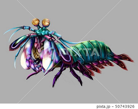Peacock Mantis Shrimpのイラスト素材