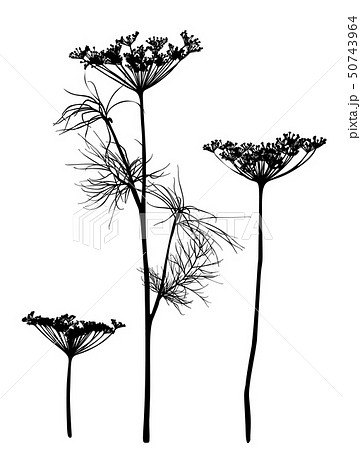 Dill silhouette isolated on white. 50743964