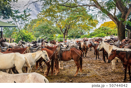 Horses on a farm in Costa Rica 50744042