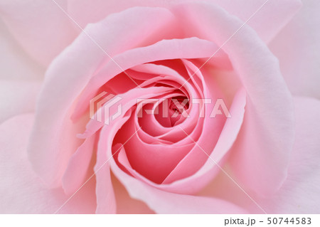 薔薇 50744583