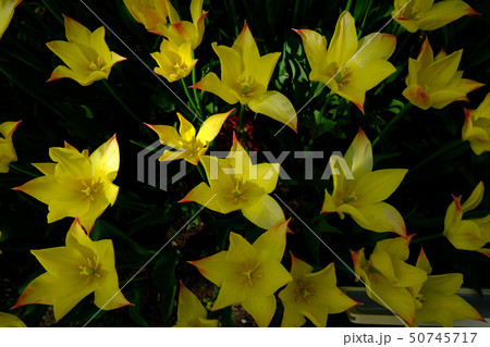 Bright colorful Tulip bed in spring, top down view Bright colorful Tulip bed in spring, top down view 50745717