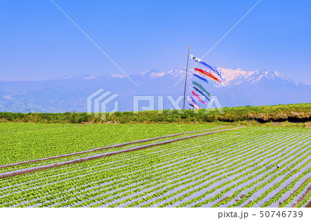 鯉のぼりと武尊山 鯉のぼりと武尊山 50746739