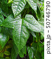 leaves of baby jackfruit 50746790