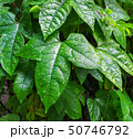 leaves of baby jackfruit 50746792